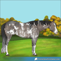 Horse Color:White Spotted Brown Dun Sabino Splash Brindle 