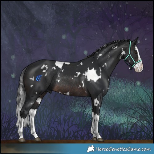 Horse Color:White Spotted Brown Splash Rabicano 