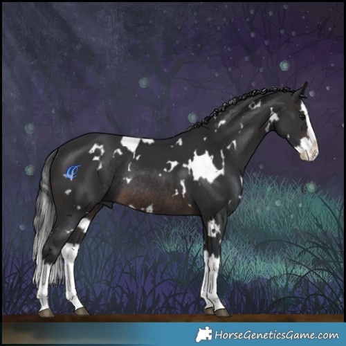 Horse Color:White Spotted Brown Splash Rabicano 