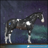 Horse Color:White Spotted Brown Splash Rabicano