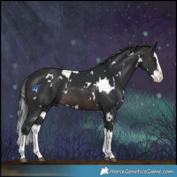 Horse Color:White Spotted Brown Splash Rabicano