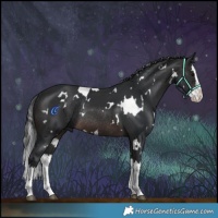 Horse Color:White Spotted Brown Splash Rabicano 