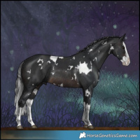 Horse Color:White Spotted Brown Splash Rabicano