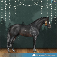 Horse Color:Gray White Spotted Black Tobiano and Brown Splash Tobiano