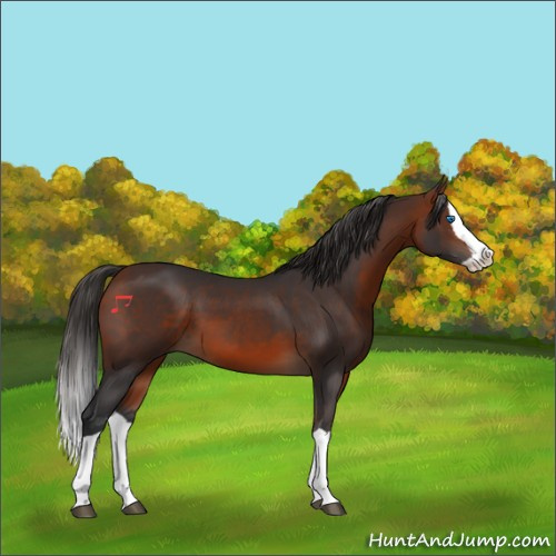 Horse Color:Bay Splash 