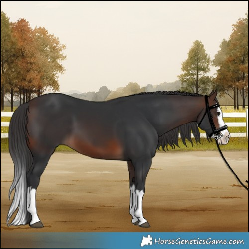 Horse Color:Brown Splash