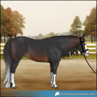 Horse Color:Brown Splash