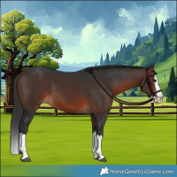 Horse Color:Brown Splash 