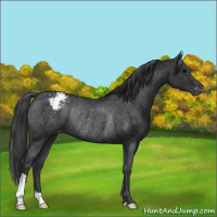Horse Color:Black Appaloosa Rabicano 