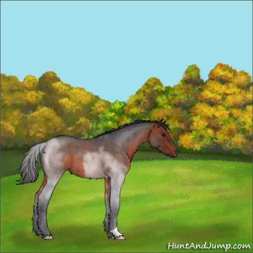 Horse Color:Bay Roan 
