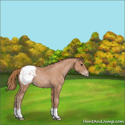 Horse Color:Black Pearl Appaloosa 