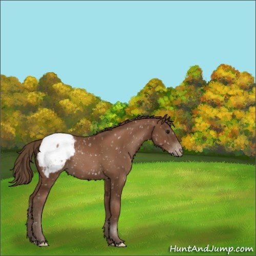 Horse Color:Gray Black Pearl Appaloosa 