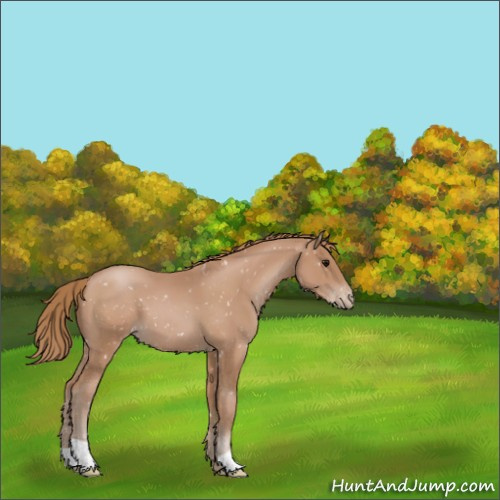 Horse Color:Black Pearl Appaloosa 