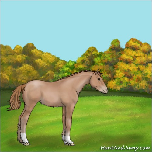 Horse Color:Black Pearl 