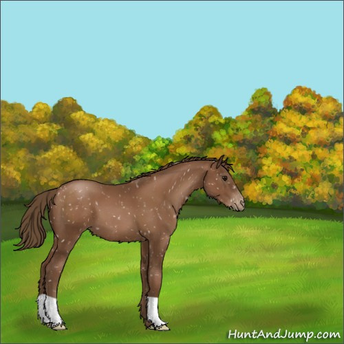 Horse Color:Gray Black Pearl Appaloosa 