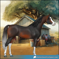 Horse Color:Bay Splash 