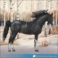 Horse Color:Brown Splash Tobiano