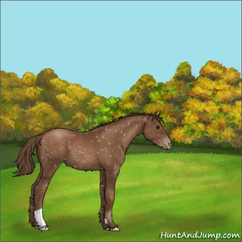 Horse Color:Gray Black Pearl Appaloosa 