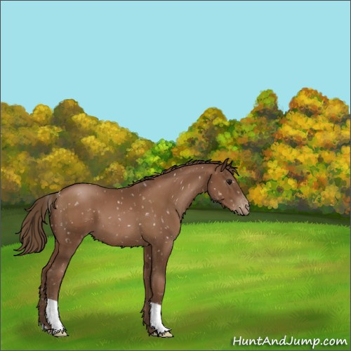 Horse Color:Gray Black Pearl Appaloosa 