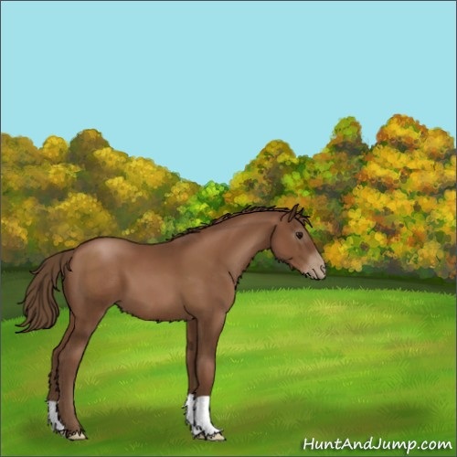 Horse Color:Gray Black Pearl 