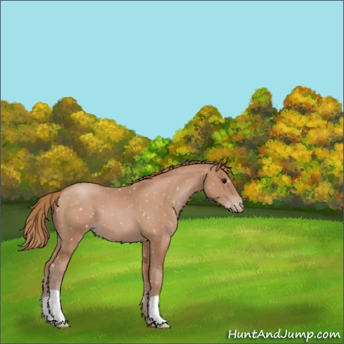 Horse Color:Black Pearl Appaloosa 