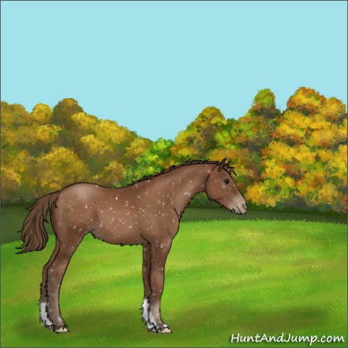 Horse Color:Gray Black Pearl Appaloosa 