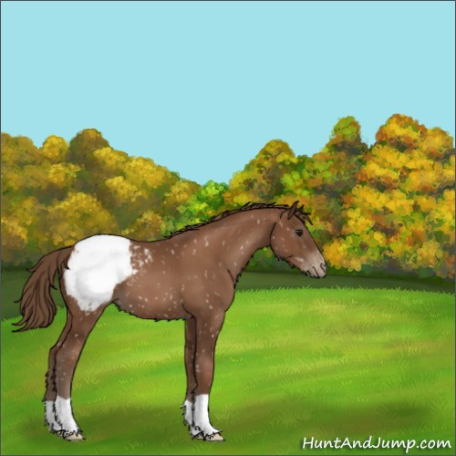 Horse Color:Gray Black Pearl Appaloosa 