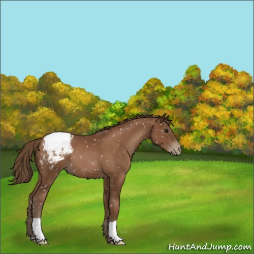 Horse Color:Gray Black Pearl Appaloosa 