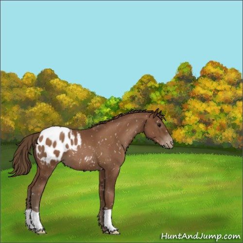 Horse Color:Gray Black Pearl Appaloosa 