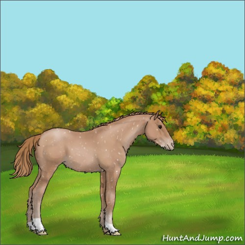Horse Color:Black Pearl Appaloosa 