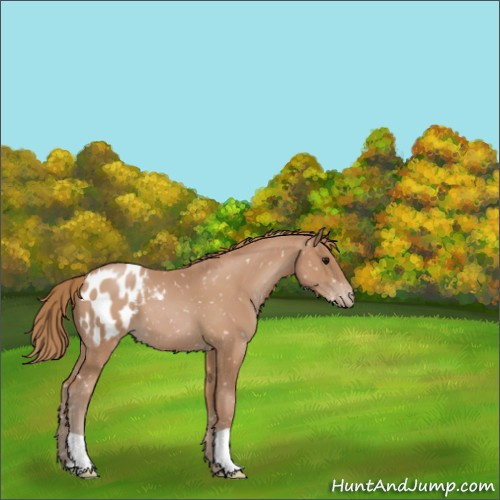 Horse Color:Black Pearl Appaloosa 