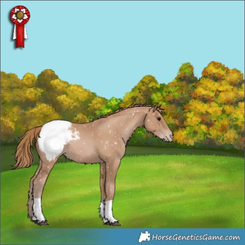 Horse Color:Black Pearl Appaloosa 