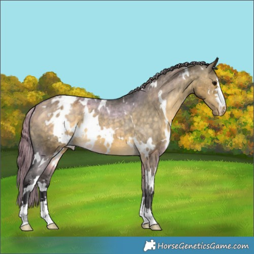 Horse Color:White Spotted Buckskin Dun Appaloosa 