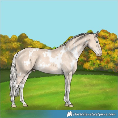 Horse Color:White Spotted Cremello Rabicano 