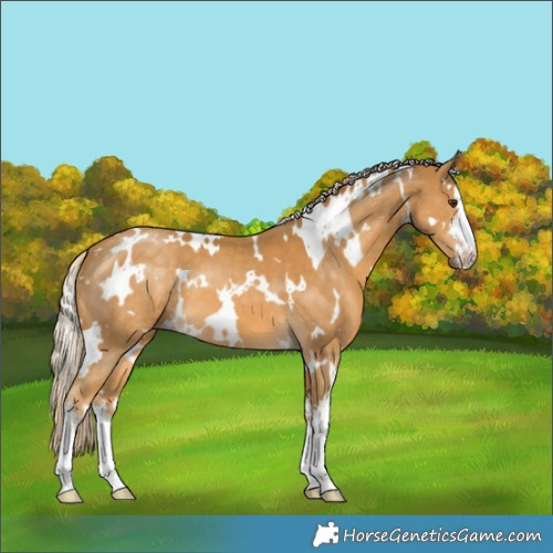 Horse Color:White Spotted Palomino 