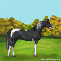 Horse Color:Black Splash Tobiano 