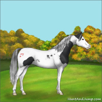 Horse Color:Black Splash Tobiano 