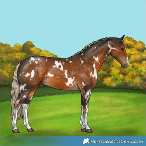 Horse Color:White Spotted Chocolate Palomino 