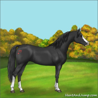 Horse Color:Black Splash Tobiano 