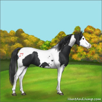 Horse Color:Black Splash Tobiano 
