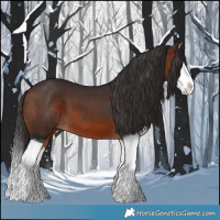 Horse Color:Bay Splash 