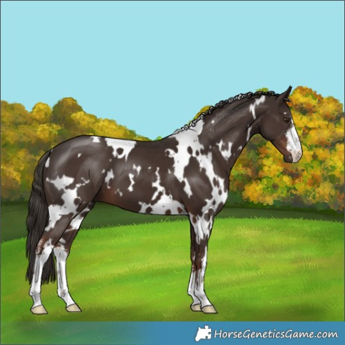 Horse Color:White Spotted Liver Chestnut 