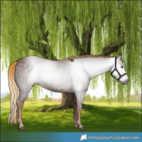 Horse Color:Gray Chestnut 