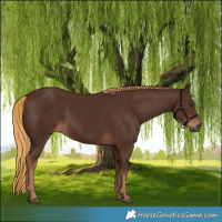 Horse Color:Gray Chestnut 