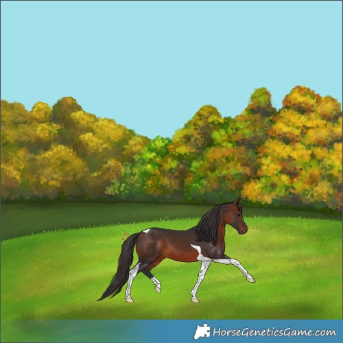 Horse Color:Brown Tobiano 