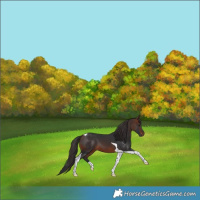 Horse Color:Brown Tobiano 