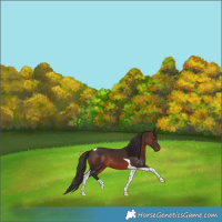Horse Color:Brown Tobiano