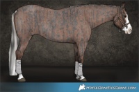 Horse Color:Blue Roan Sabino Splash  and Silver Blue Roan Sabino Splash 