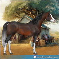 Horse Color:Brown Splash 