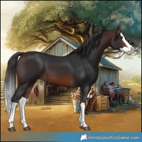 Horse Color:Brown Splash 